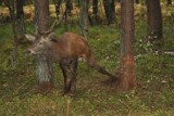 Kłusownicy w powiecie tarnogórskim. Jeleń uwolniony ze śmiertelnej pułapki