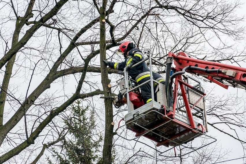 Wałbrzych: Zamknięta ulica Pocztowa. Strażacy usuwali uszkodzone drzewo (ZDJĘCIA) 