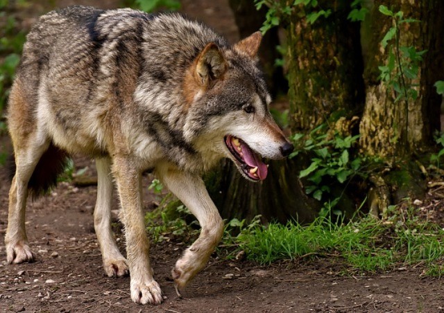 Wilki z wychodzą z lasu