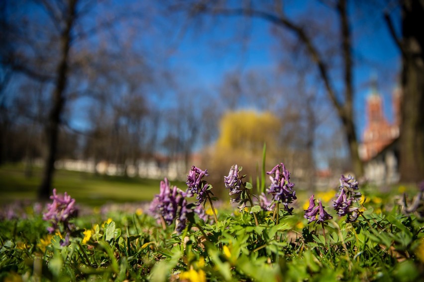 Tu nie wejdziesz! Piękne wiosenne ogrody Pałacu Branickich w czasie kwarantanny (zdjęcia)