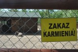 W Mini Zoo w Lesznie zdechły trzy zwierzęta. Powodem było dokarmianie przez ludzi [FOTO]