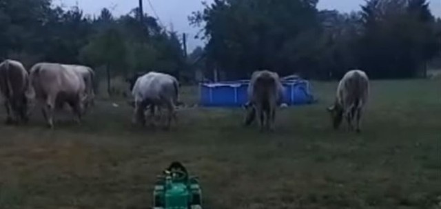 Stado krów i byków pasie sie swobodnie po polach, łąkach oraz posesjach sąsiadów w gminie Lanckorona