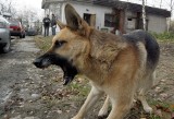 Rumian koło Działdowa: Trzy psy pogryzły osiemnastolatkę