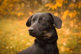 Psy do adopcji ze Schroniska dla Bezdomnych Zwierząt w Radomiu. Zobacz piękne psy na jesiennych zdjęciach, każdy szuka domu (ZDJĘCIA)