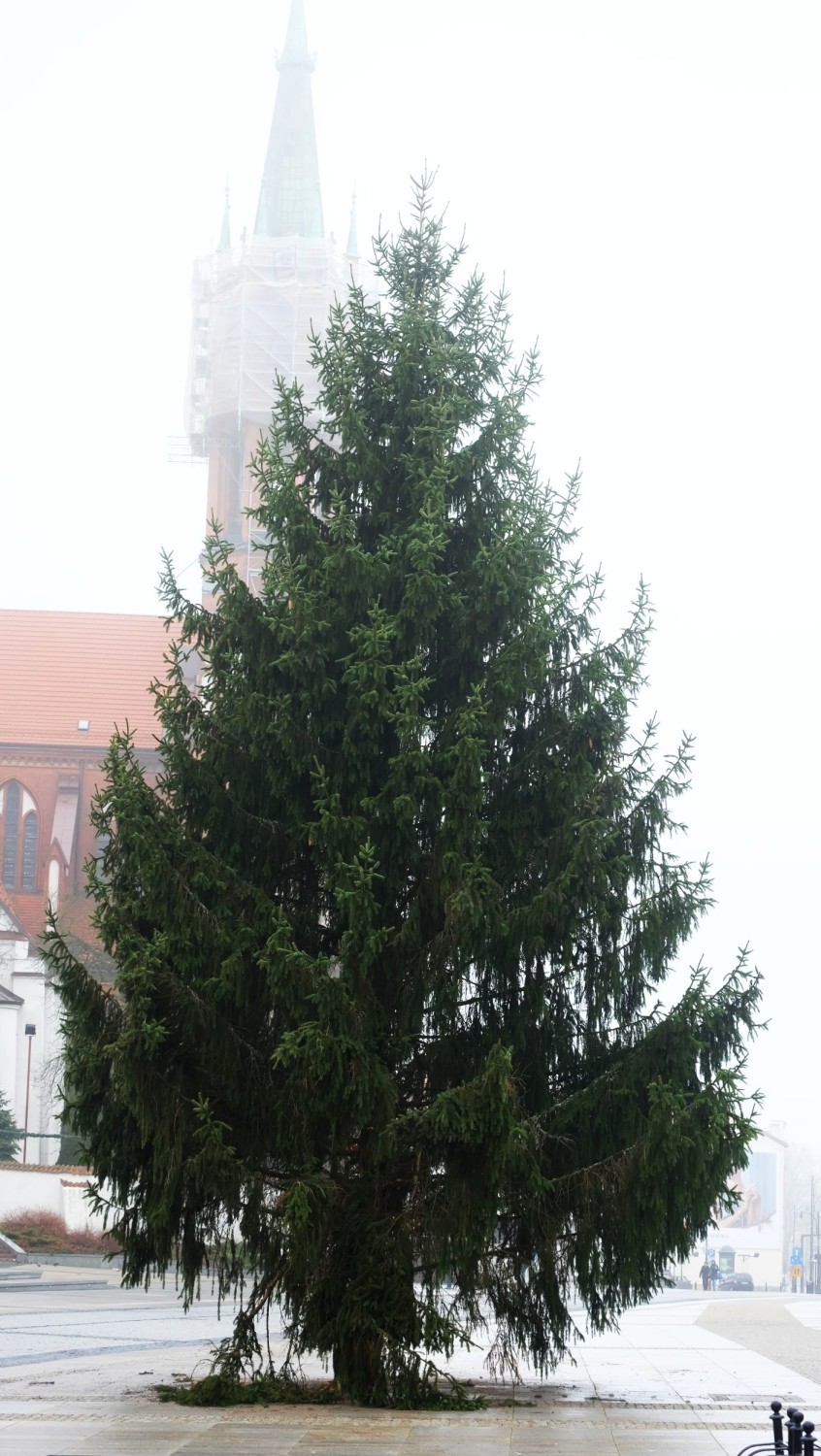 Pierwsza choinka miejska już stoi