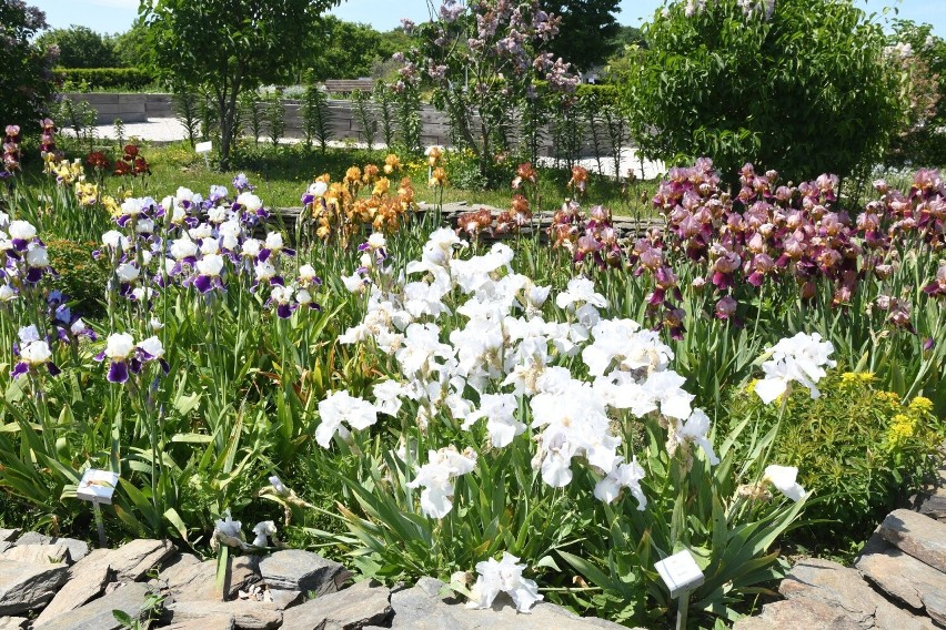 Ogród Botaniczny w Kielcach tonie w kwiatach....