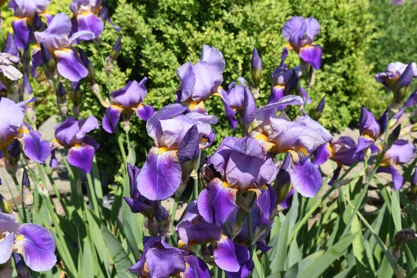 Ogród Botaniczny w Kielcach tonie w kwiatach. Czerwiec to najpiękniejszy miesiąc w tym miejscu. Zobacz zdjęcia