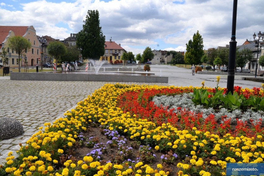 Stary Rynek i plac Wolności we Włocławku coraz bardziej zielone [zdjęcia]