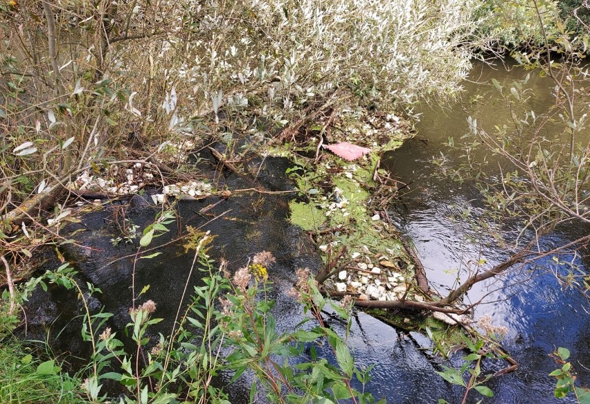 Rzeka Wieprza - zanieczyszczona - odpadami budowlanymi