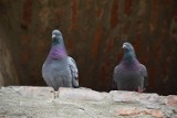 Jak odstraszyć gołębie z balkonu? Zatrzęsienie tych ptaków w okolicy bywa uciążliwe. Gołębie mogą roznosić choroby groźne dla ludzi