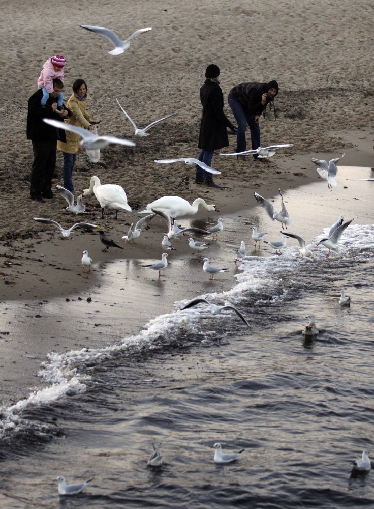 Sopot: Łabędzie są głodne. Spór o dokarmianie ptaków zimą między sopockim TOZ a magistratem