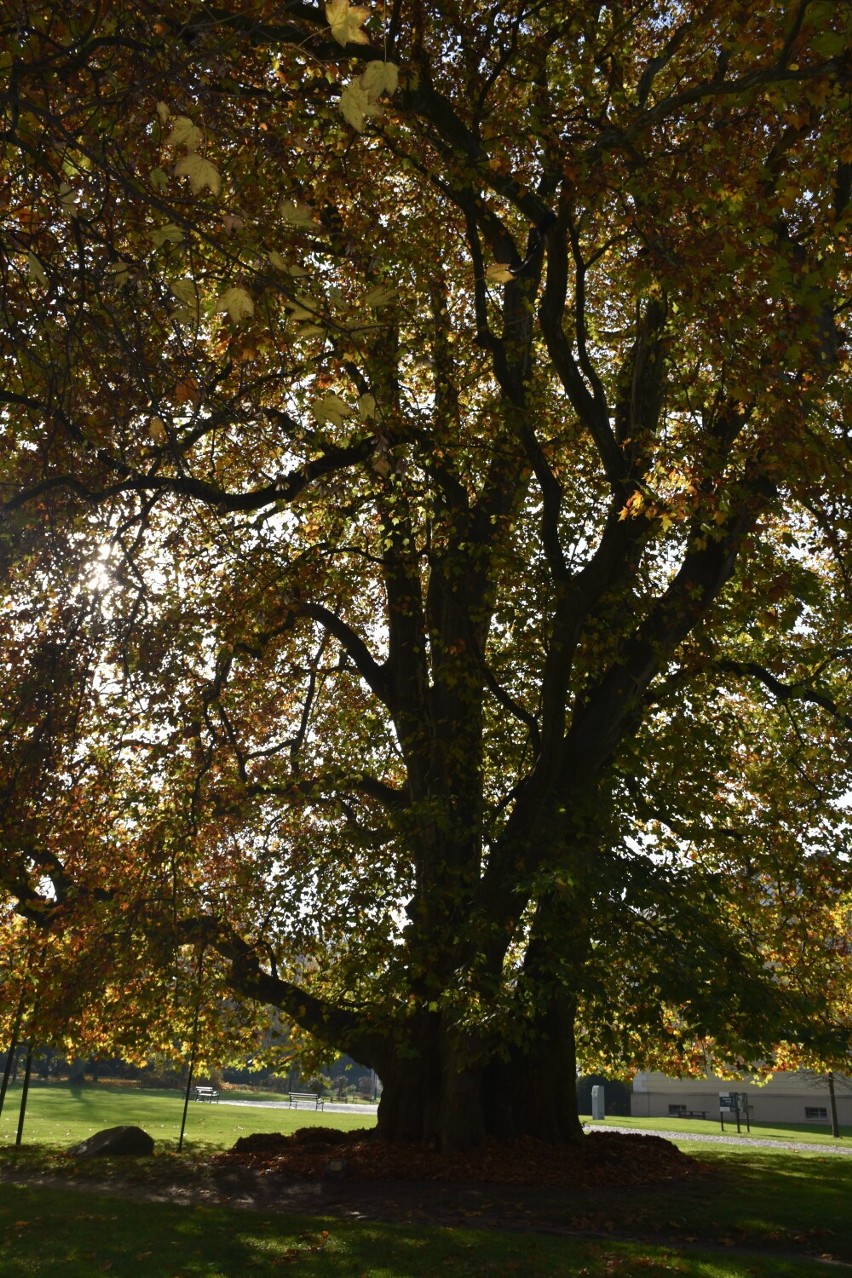 Na odwiedzających jesienią dobrzycki park czeka wiele atrakcji
