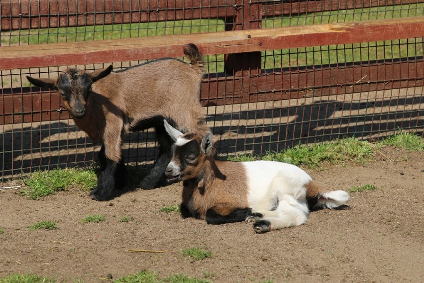 Maluchy z lubińskiego ZOO. Zobaczcie te piękności