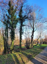 Kraków. Zmienia się Park Duchacki. Prace przy zabytku, nasadzenia