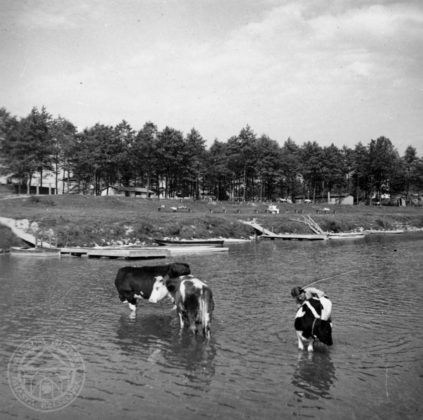 Wisłok z widokiem na Olszynki. Fotografia z 1936 r.