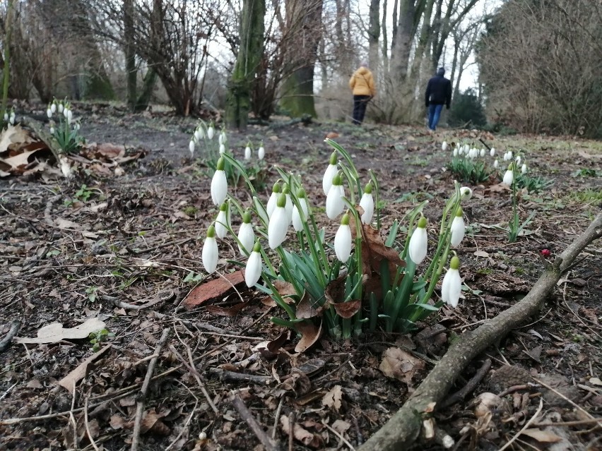 W parku w Gołuchowie pojawiły się pierwsze oznaki wiosny
