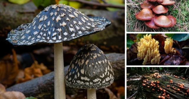 Oto najdziwniejsze grzybny, które można spotkać w zachodniopomorskich lasach. Zobacz zdjęcia nadesłane przez internautów