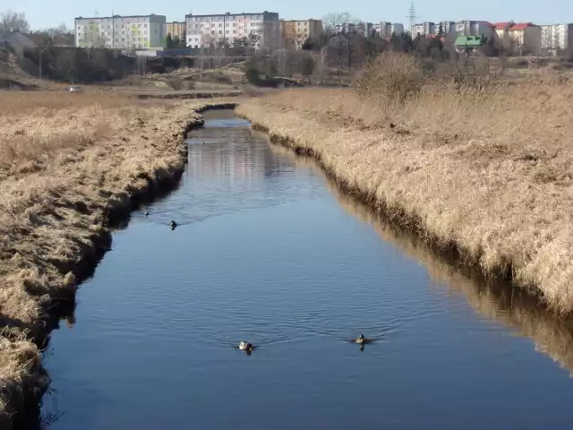 Niezwykłe zdjęcia przyrody w Lipnie