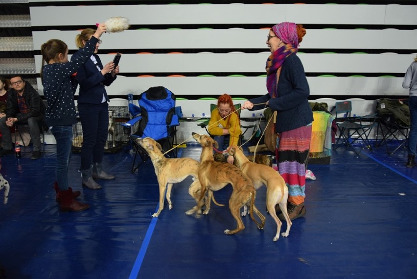 Międzynarodowa wystawa psów w Lubinie. Dzisiaj finały!