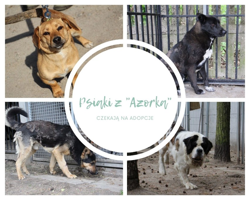 Zwierzęta ze schroniska Azorek w Obornikach czekają na adopcję!