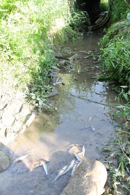 Gorlice: martwe ryby w potoku Moszczanka [ZDJĘCIA]