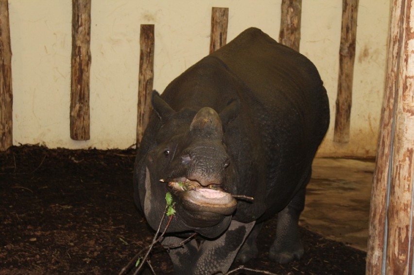 Nosorożec indyjski we wrocławskim zoo