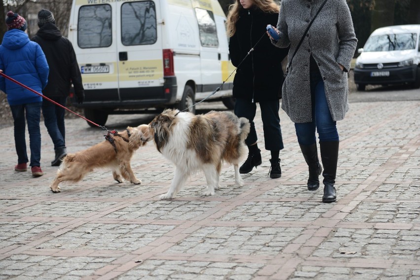 Akcja Adoptuj Warszawiaka. W Parku Skaryszewskim spotkaliśmy najpiękniejsze psiaki [ZDJĘCIA]