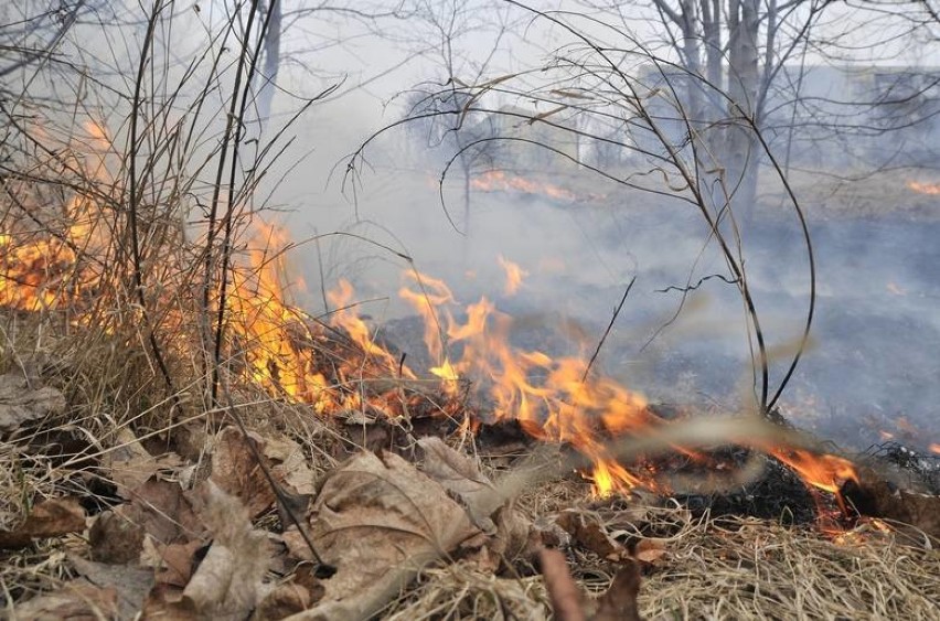 Sosnowiec: Pożar torfowiska w rejonie kolonii Wągródka