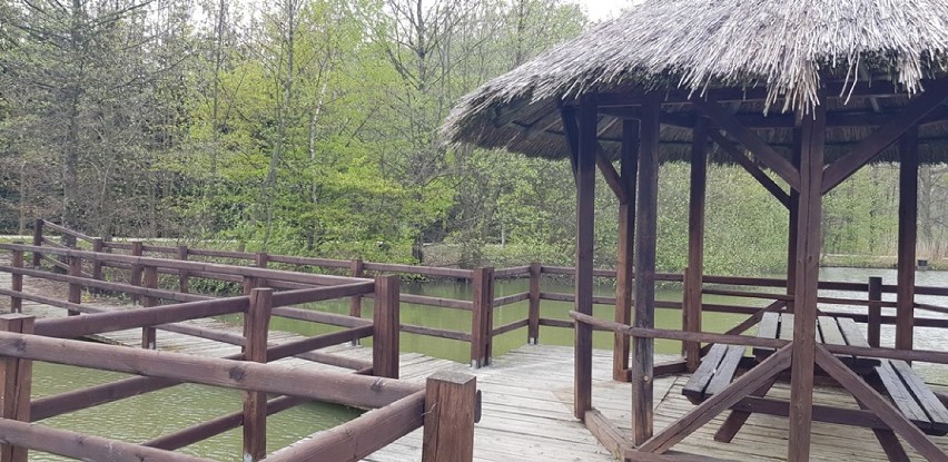 Zapraszamy do Arboretum Leśnego w Stradomi. Kwitną już różaneczniki! (GALERIA)