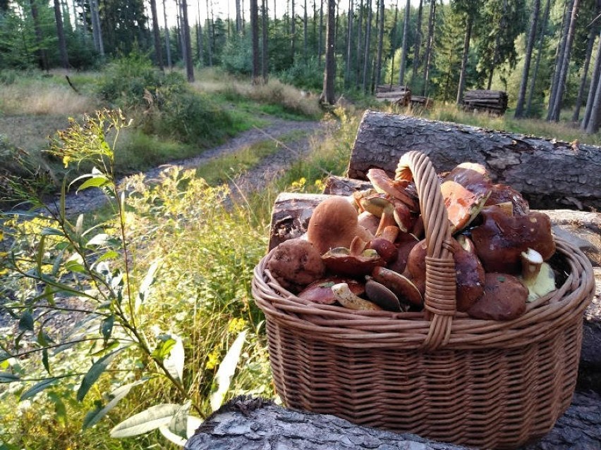 Leżą one na terenie Niziny Śląsko- Łużyckiej i rozciągają...