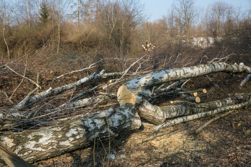 Drzewa, które zostały wycięte przy alei Pokoju dwa lata temu