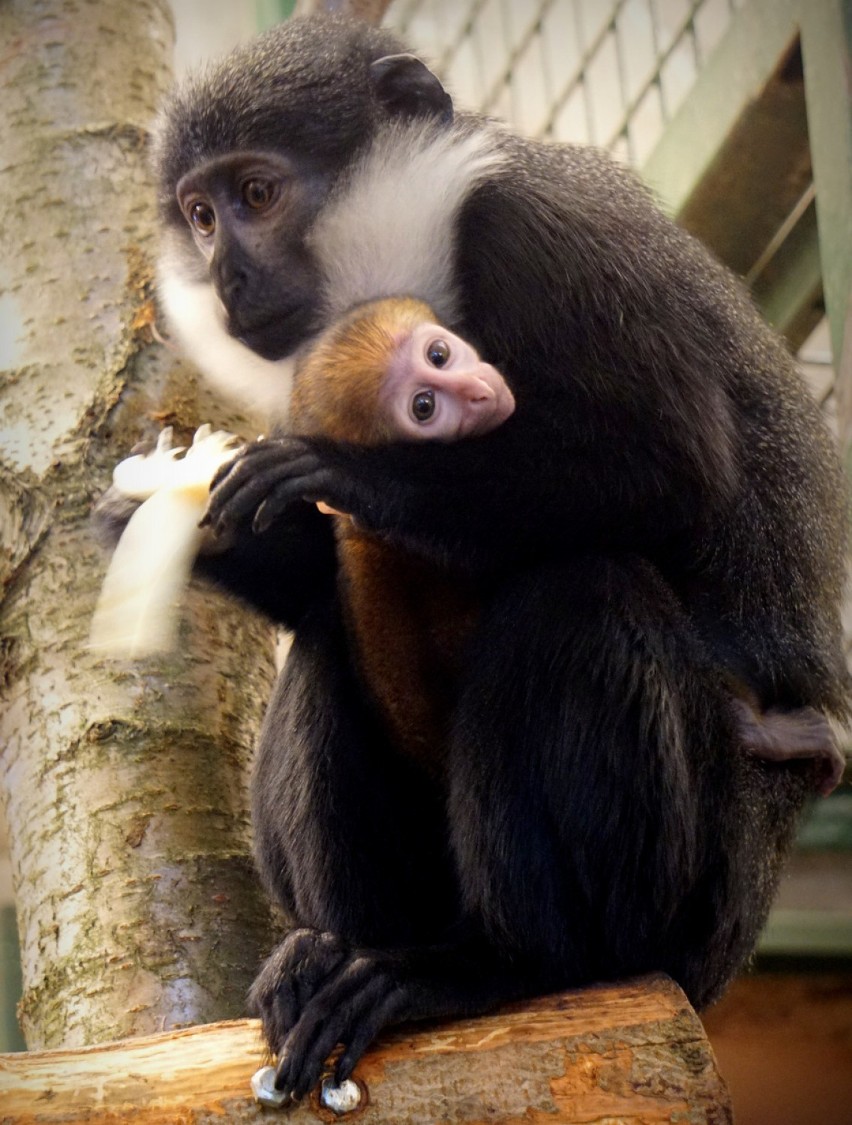 Afrykańska małpa, która lubi śnieg. Zobacz nowego mieszkańca wrocławskiego zoo [ZDJĘCIA]