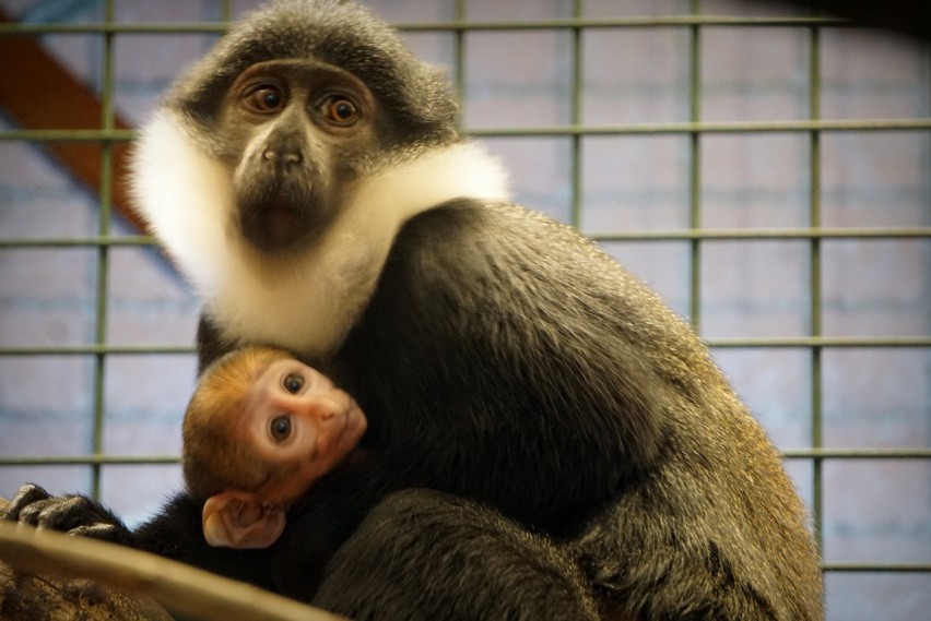 Afrykańska małpa, która lubi śnieg. Zobacz nowego mieszkańca wrocławskiego zoo [ZDJĘCIA]