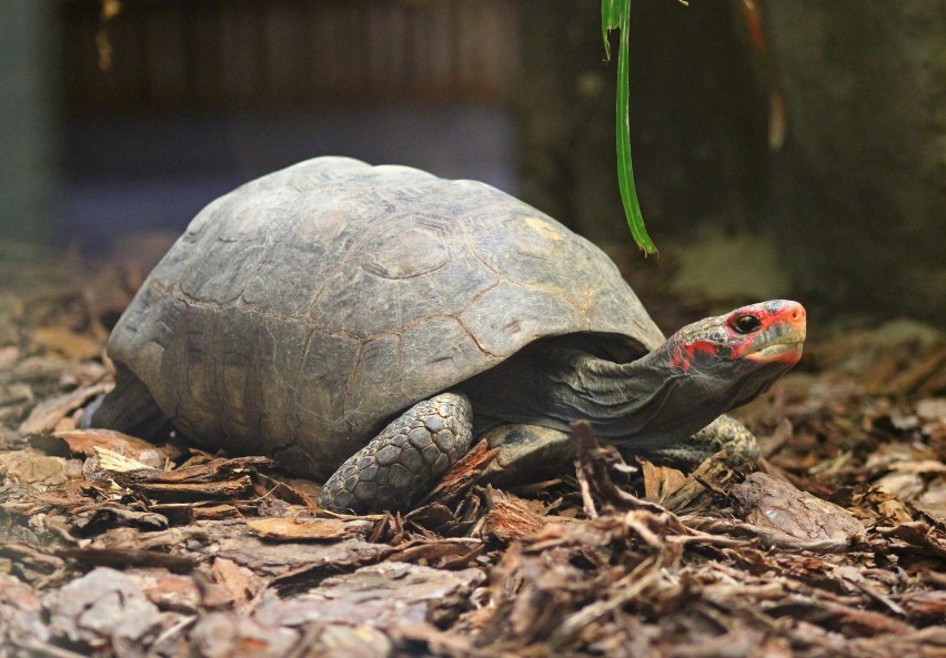 Fredek. Najstarszy mieszkaniec ZOO w Warszawie