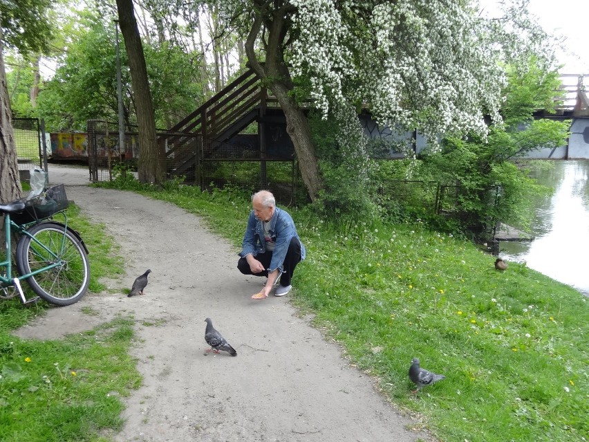 Pan Antoni wraz z kolegą co kilka dni dokarmiają gołębie. A...