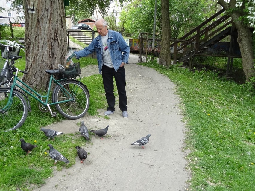 Pan Antoni wraz z kolegą co kilka dni dokarmiają gołębie. A...