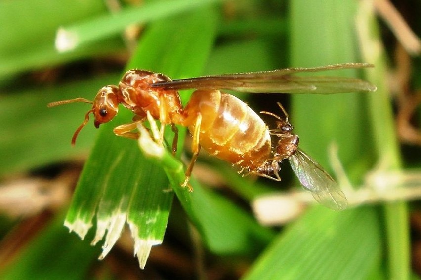 Latające mrówki to tzw. mrówki hurtnice. Zapytaliśmy dr....