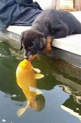 Szczeniak pocałował rybę, a potem wziął z nią ślub. Zobacz przeróbki mistrzów Photoshopa