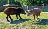Tapir Irek nowinką w Zoo Borysew koło Poddębic. Ma dotrzymać towarzystwa tapirce Tosi. Cała załoga ogrodu liczy, że stworzą zgraną parę FOTO