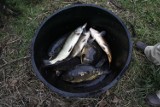 Nowe Miasto Lubawskie: Odpowiedzą za nielegalny połów ryb na Jeziorze Radomno