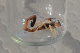 Szokujące odkrycie w Zabrzu. Kobieta znalazła w zlewozmywaku... skorpiona!