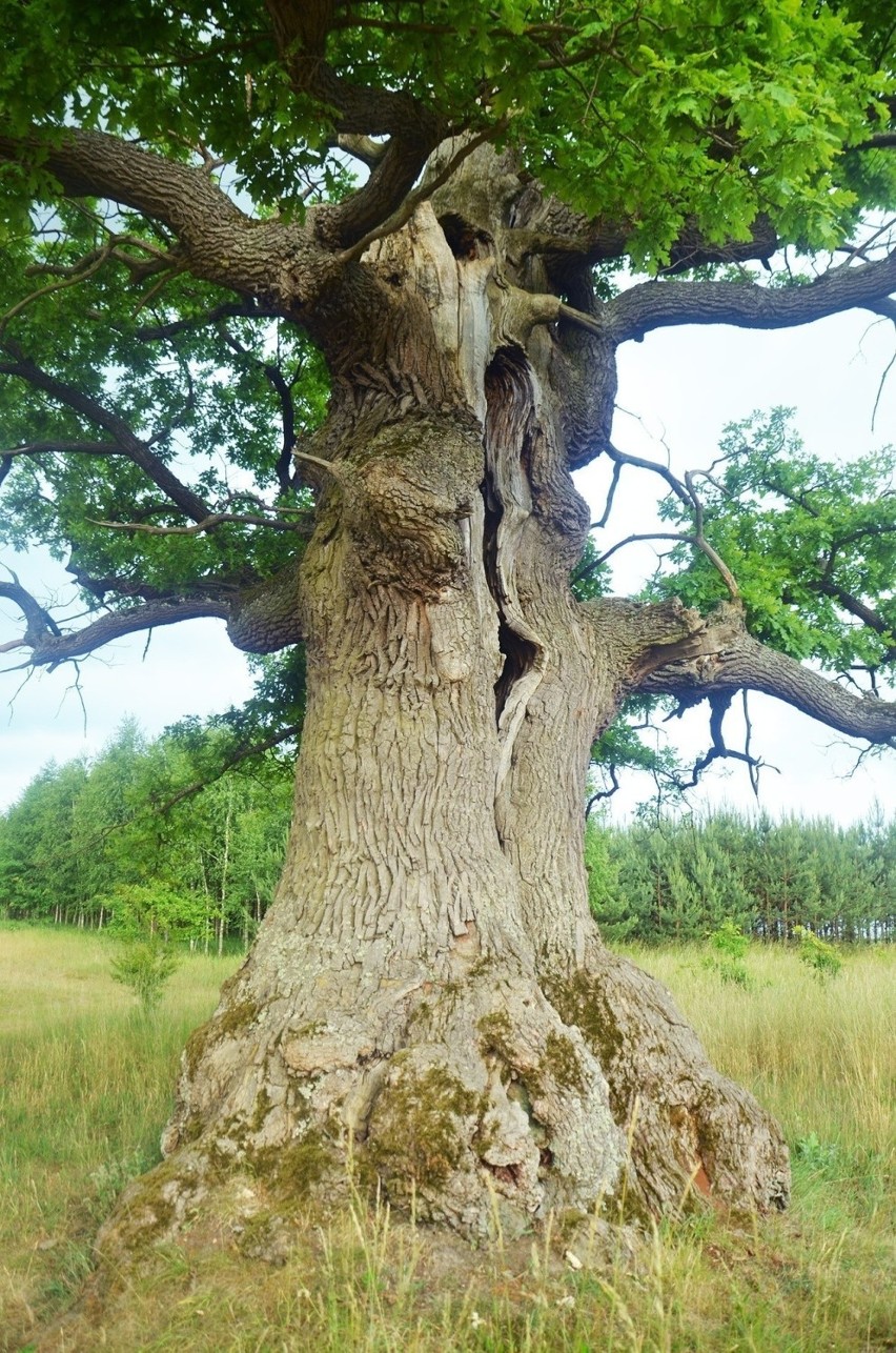 Podlaski Dąb Dunin zwyciężył w w konkursie na Europejskie Drzewo Roku!