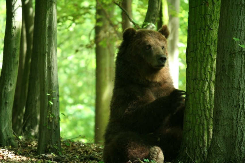 Smutny czas w zoo w Poznaniu. W sobotę zmarli niedźwiedź...