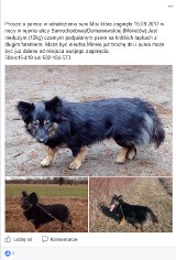 Zaginęła Misia - pies zgubił się na Mokotowie. Właściciel prosi o pomoc