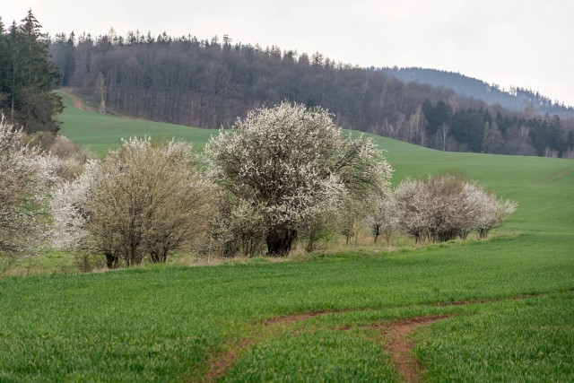 Zakwitły pierwsze drzewa w Wałbrzychu i okolicy. A tak kwitnie głóg