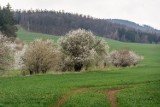 Zakwitły pierwsze drzewa w Wałbrzychu i okolicach. Wiosna rozpieszcza promieniami słońca (ZDJĘCIA)