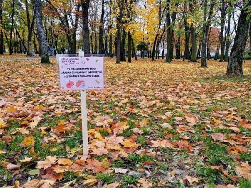 Ostrołęka. W wybranych częściach miasta nie będą grabione liście. Dlaczego? Przeczytajcie