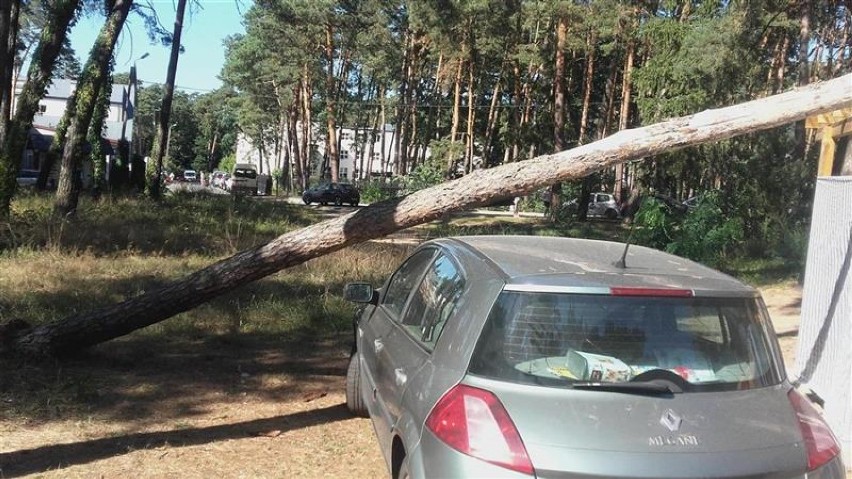 Drzewo przewróciło się i przygniotło mężczyznę w Wieńcu Zdroju [zdjęcia]