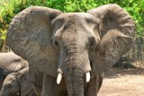 Śmiercionośne słonie zabijają cywilów. Dramat rozgrywa się w jednym z parków narodowych 
