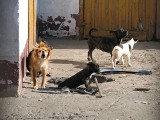 Aż 27 psów mieszka na posesji koło Malborka! Potrzebne nowe domy
